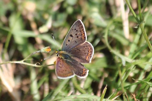 Lycaena tityrus